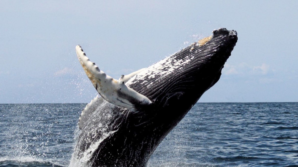 Municipio de Santa Rosa realizará lanzamiento oficial de avistamiento de ballenas en Puerto Jelí